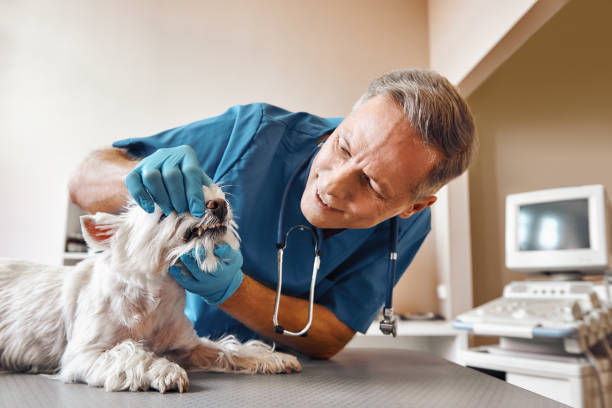 Best Emergency Dentist for Knocked-Out Tooth in Livermore, CA